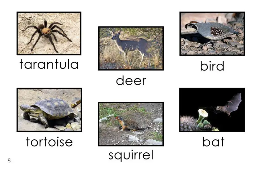 More Animals in the Sonoran Desert (A Kindergarten Book) - Wilbooks