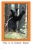 New York Wild Animals - 8