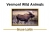 Vermont Wild Animals - 3