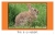 Arkansas Wild Animals - 9