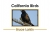 California Birds - 3