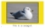 North Carolina Birds - 6