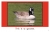 Texas Birds - 7