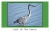 More Florida Birds - 7