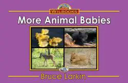 More Animal Babies