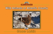 Wild Animals of Atlantic County