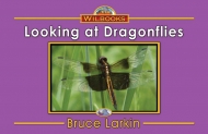 Looking at Dragonflies