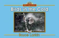 Birds in the Cold