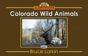 Colorado Wild Animals