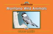 Montana Wild Animals