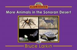 More Animals in the Sonoran Desert