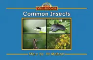 Common Insects